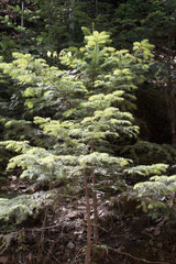 Abies durangensis