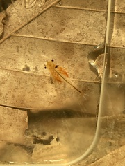 Eubranchipus vernalis