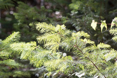 Abies durangensis