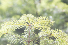 Abies durangensis