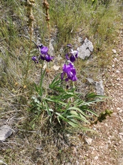 Iris pallida illyrica