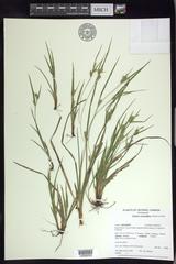 Carex conoidea