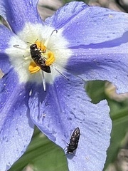 Acmaeodera tubulus