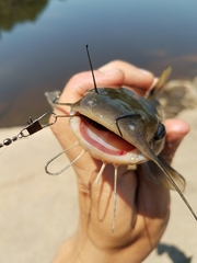 Ameiurus platycephalus