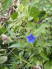 Aegonychon purpurocaeruleum