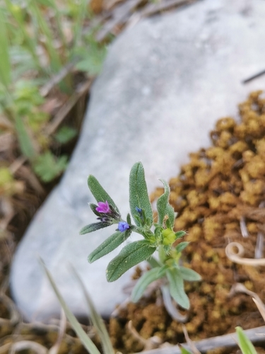 kamienka zhrubnutá (Buglossoides incrassata)