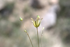 Spergularia macrotheca leucantha