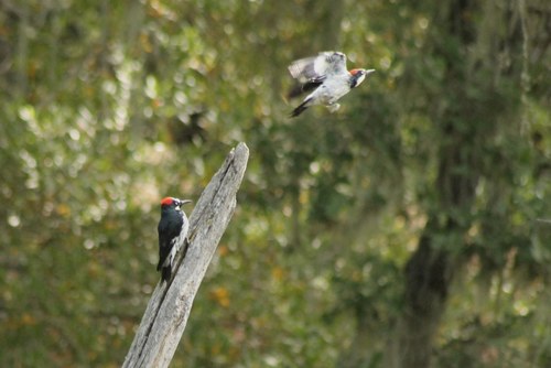 iNaturalist observation photo of Acorn Woodpecker