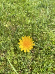 Krigia dandelion