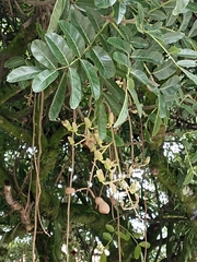 Kigelia