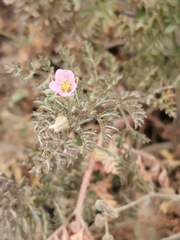 Erodium laciniatum
