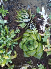 Haworthia cymbiformis