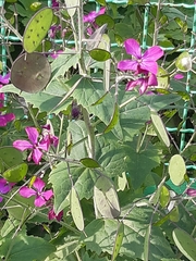 Lunaria annua
