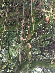 Kigelia