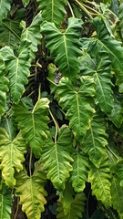 Philodendron lacerum