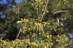 Grewia bicolor bicolor