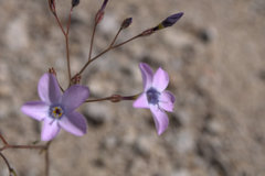 Gilia cana