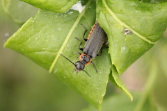 Cantharis pulicaria