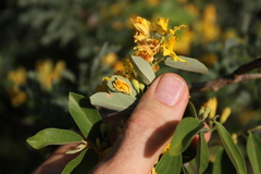 Grewia bicolor bicolor