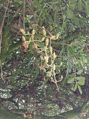 Kigelia