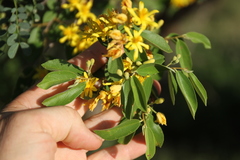 Grewia bicolor bicolor