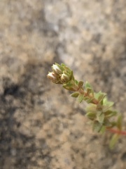 Crassula setulosa