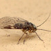 Woodland Barklouse - Photo (c) K Schneider, some rights reserved (CC BY-NC), uploaded by K Schneider