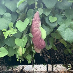 Aristolochia littoralis