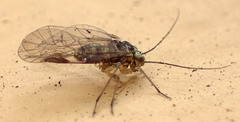 Mesopsocus immunis