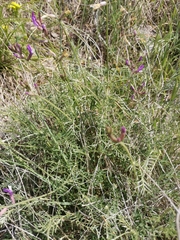 Astragalus muelleri
