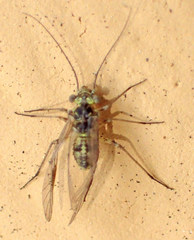 Mesopsocus immunis