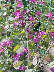 Lunaria annua