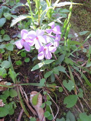 Phlox stolonifera