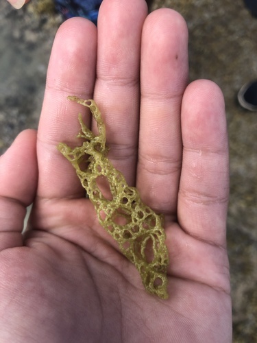 Hydroclathrus clathratus observed 2022-05-01