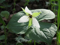 Trillium simile