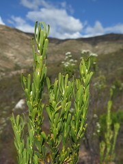 Leucadendron ericifolium