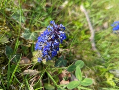 Ajuga reptans