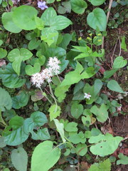 Tiarella austrina