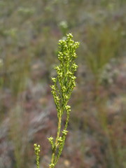 Leucadendron ericifolium