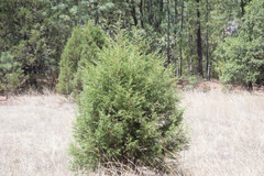 Juniperus deppeana robusta
