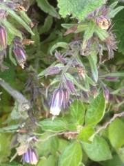 Podonosma orientalis