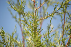 Juniperus deppeana robusta