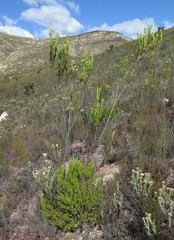 Leucadendron ericifolium