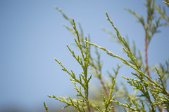 Juniperus deppeana robusta