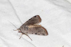 Anicla beata