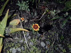 Gaillardia × grandiflora
