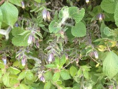 Podonosma orientalis