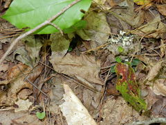 Apterodela unipunctata