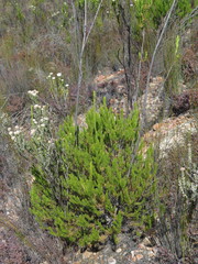 Leucadendron ericifolium