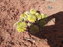Echinopsis oxygona